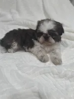 Kai, a male Shih Tzu for sale in San Diego, CA – Photo 5 of 7