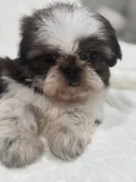 Kai, a male Shih Tzu for sale in San Diego, CA – Photo 7 of 7