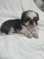 Kai, a male Shih Tzu for sale in San Diego, CA – Photo 4 of 7