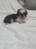 Kai, a male Shih Tzu for sale in San Diego, CA – Photo 3 of 7