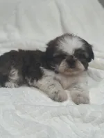 Kai, a male Shih Tzu for sale in San Diego, CA – Photo 1 of 7