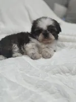 Kai, a male Shih Tzu for sale in San Diego, CA – Photo 2 of 7