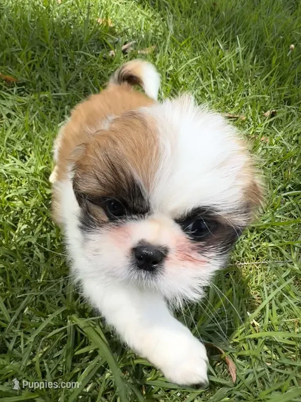 Athena  – Shih Tzu puppy for sale in San Diego, CA