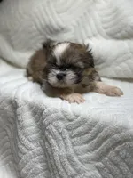 Rambo , a male Shih Tzu for sale in San Diego, CA – 5 of 6