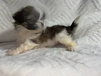 Rambo , a male Shih Tzu for sale in San Diego, CA – 4 of 6