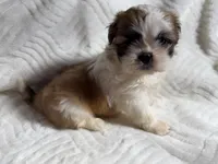 Athena , a female Shih Tzu for sale in San Diego, CA – 1 of 6