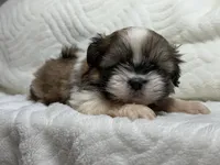 Apollo, a male Shih Tzu for sale in San Diego, CA – 3 of 4