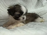 Rambo , a male Shih Tzu for sale in San Diego, CA – 3 of 6