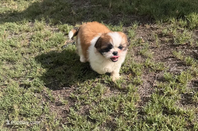 Athena  – Shih Tzu puppy for sale in San Diego, CA