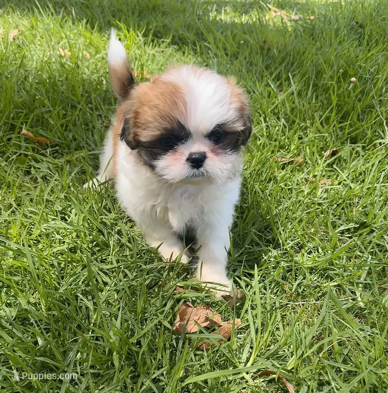 Athena  – Shih Tzu puppy for sale in San Diego, CA