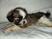 Rambo , a male Shih Tzu for sale in San Diego, CA – 2 of 6