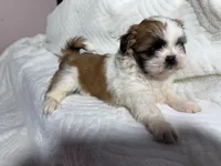 Athena , a female Shih Tzu for sale in San Diego, CA – 2 of 6