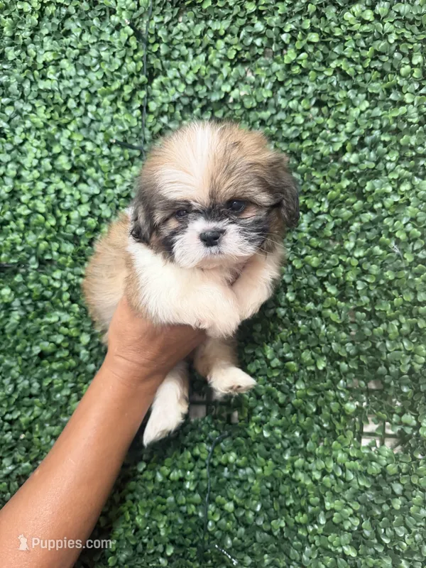 Apollo – Shih Tzu puppy for sale in San Diego, CA