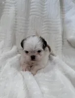 Snow , a female Shih Tzu for sale in San Diego, CA – Photo 1 of 4