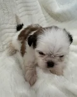 Snow , a female Shih Tzu for sale in San Diego, CA – Photo 3 of 4