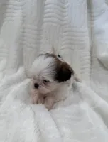 Snow , a female Shih Tzu for sale in San Diego, CA – Photo 4 of 4