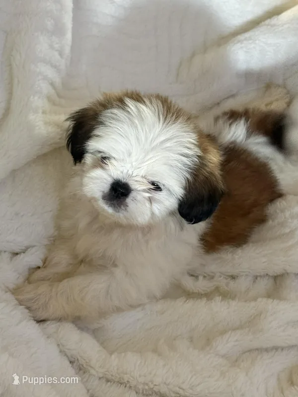 Snow  – Shih Tzu puppy for sale in San Diego, CA