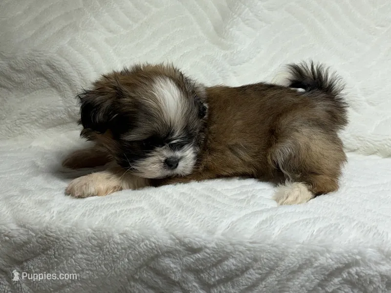 Apollo – Shih Tzu puppy for sale in San Diego, CA