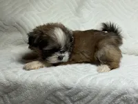 Apollo, a male Shih Tzu for sale in San Diego, CA – 1 of 4
