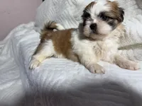 Athena , a female Shih Tzu for sale in San Diego, CA – 6 of 6