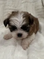 Chang, a male Shih Tzu for sale in San Diego, CA – Photo 4 of 10