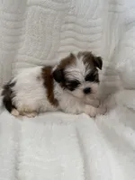 Chang, a male Shih Tzu for sale in San Diego, CA – Photo 9 of 10