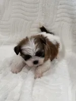 Chang, a male Shih Tzu for sale in San Diego, CA – Photo 1 of 10