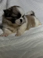 Zeus, a male Shih Tzu for sale in San Diego, CA – 4 of 4