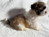 Athena , a female Shih Tzu for sale in San Diego, CA – 4 of 6