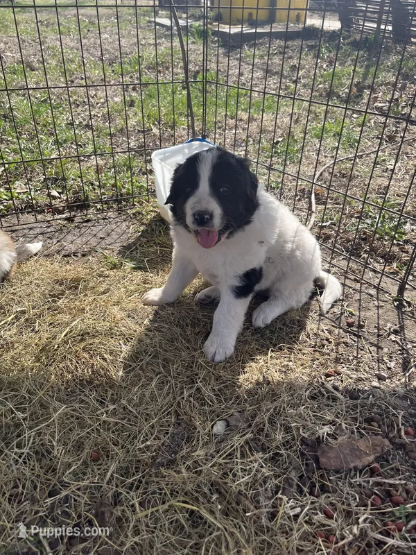 Aden – Border Collie, Great Pyrenees puppy for sale in Maysville, MO