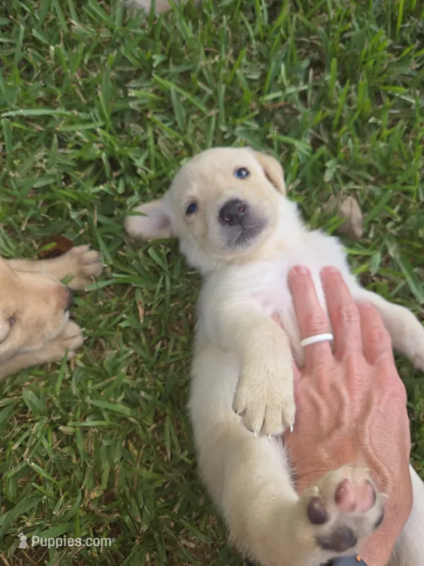 Girl #5 – Labrador Retriever puppy for sale in Damon, TX
