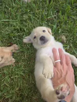 Girl #5, a female Labrador Retriever for sale in Damon, TX – 1 of 1