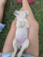 Poppy, a female Labrador Retriever for sale in Damon, TX – 2 of 2