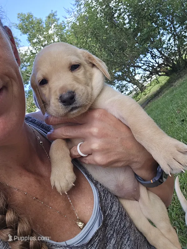 Girl #4 – Labrador Retriever puppy for sale in Damon, TX