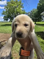 Peach, a female Labrador Retriever for sale in Damon, TX – 2 of 2