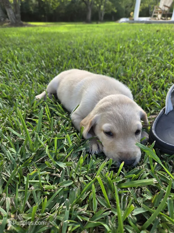 Girl #6 – Labrador Retriever puppy for sale in Damon, TX