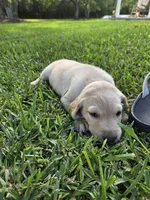 Girl #6, a female Labrador Retriever for sale in Damon, TX – 1 of 2