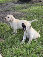 Justin, a male Labrador Retriever for sale in Damon, TX – 2 of 2