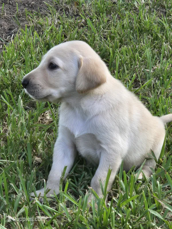 Justin – Labrador Retriever puppy for sale in Damon, TX