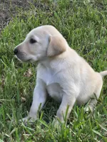 Justin, a male Labrador Retriever for sale in Damon, TX – 1 of 2