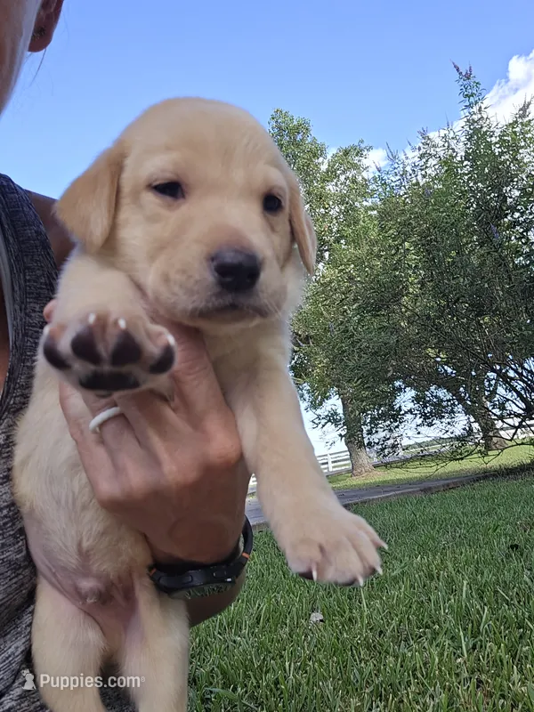 Bob – Labrador Retriever puppy for sale in Damon, TX