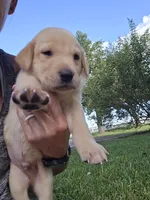 Bob, a male Labrador Retriever for sale in Damon, TX – 1 of 1