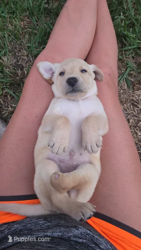 Jellybean – Labrador Retriever puppy for sale in Damon, TX