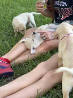 Poppy, a female Labrador Retriever for sale in Damon, TX – 1 of 2