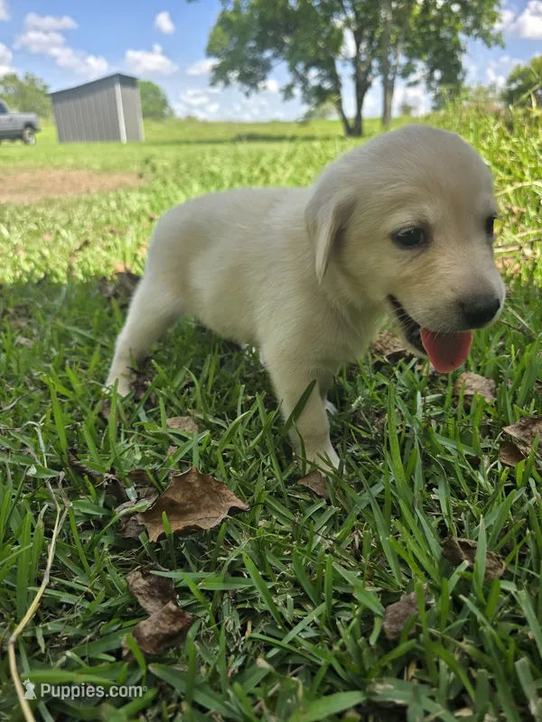 Peach – Labrador Retriever puppy for sale in Damon, TX