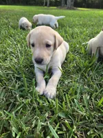 Girl #6, a female Labrador Retriever for sale in Damon, TX – 2 of 2