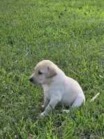 Jace, a male Labrador Retriever for sale in Damon, TX – 2 of 2