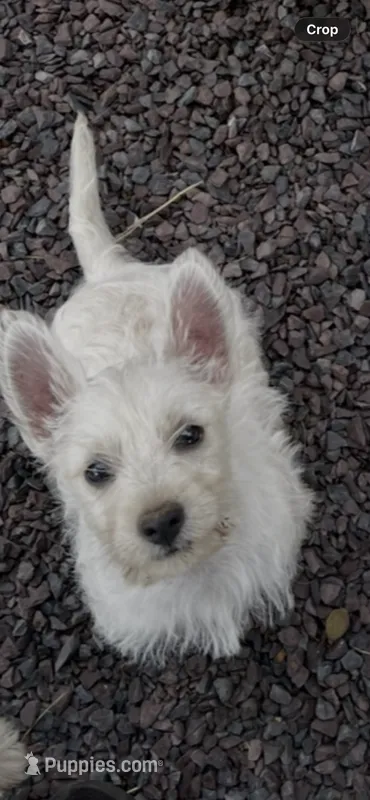 Micky – West Highland White Terrier puppy for sale in Culpeper, VA