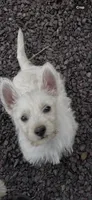 Micky, a male West Highland White Terrier for sale in Culpeper, VA – 1 of 2