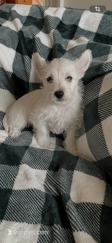 Jake – West Highland White Terrier puppy for sale in Culpeper, VA